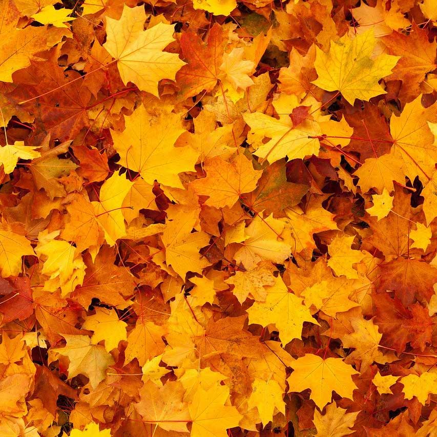 Fall & Winter Fragrances