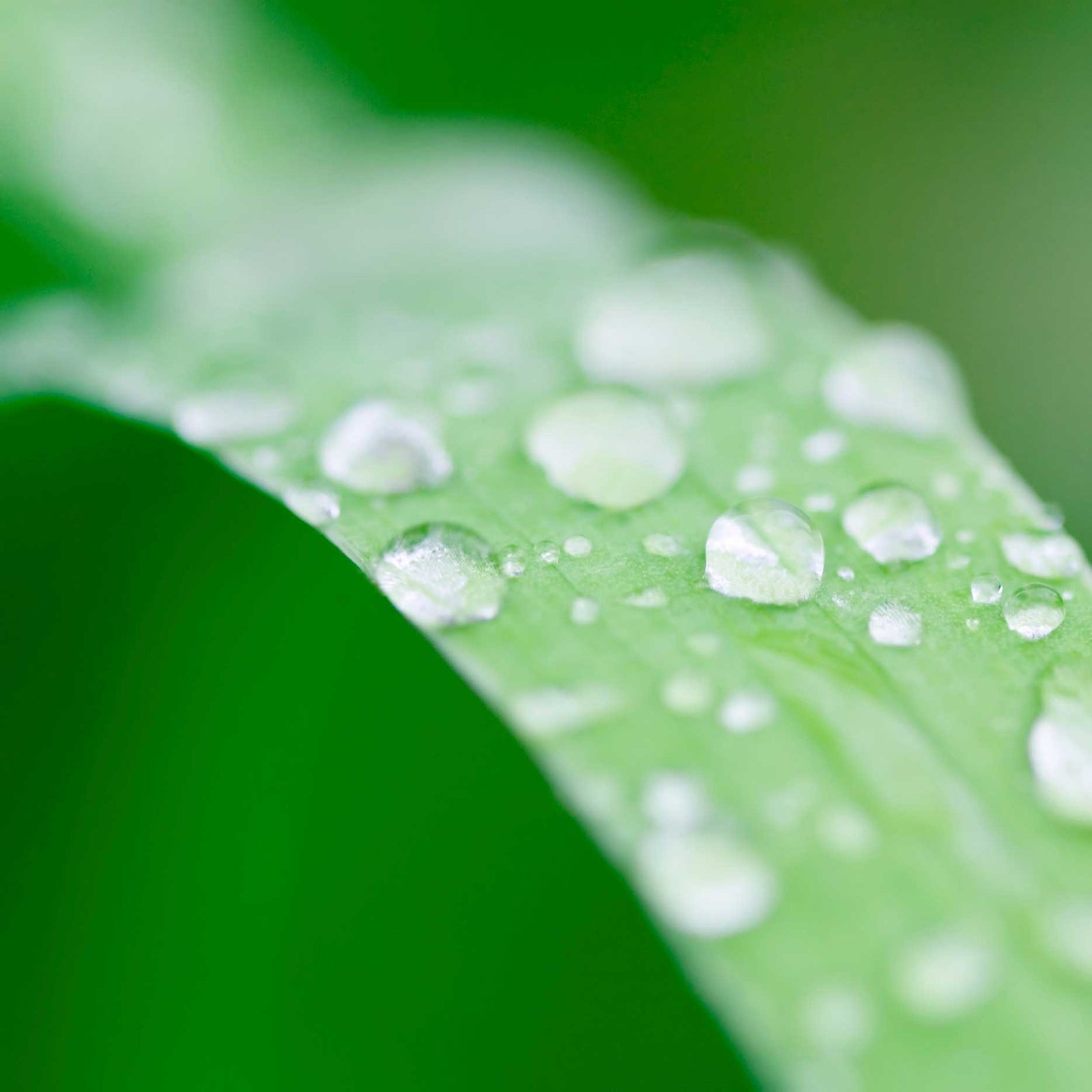 Close-up of water droplets on a green leaf with a blurred green background