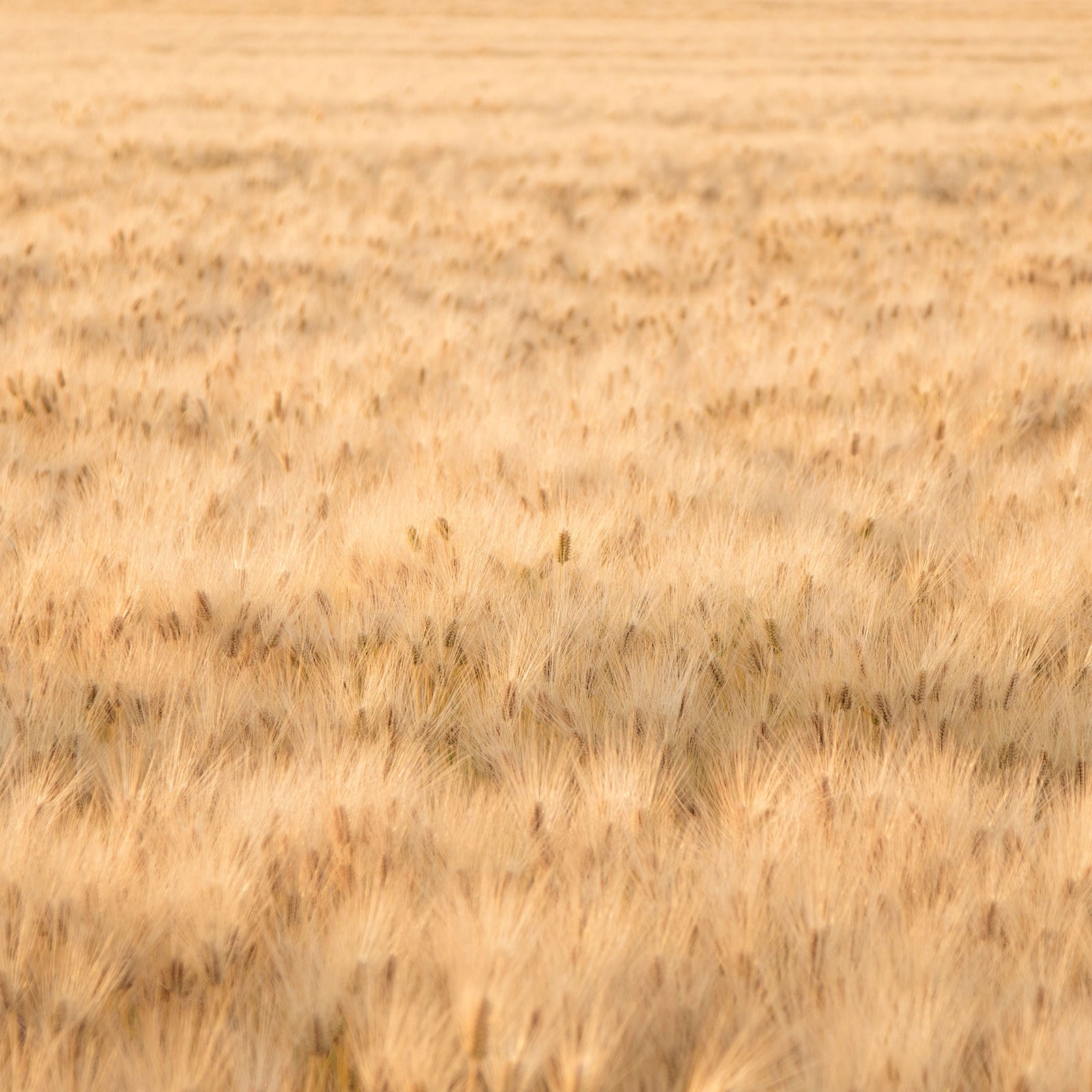 golden wheat field landscape; https://cdn.shopify.com/videos/c/o/v/589372e55a1d4a1d9f7ac071bd46adc0.mp4