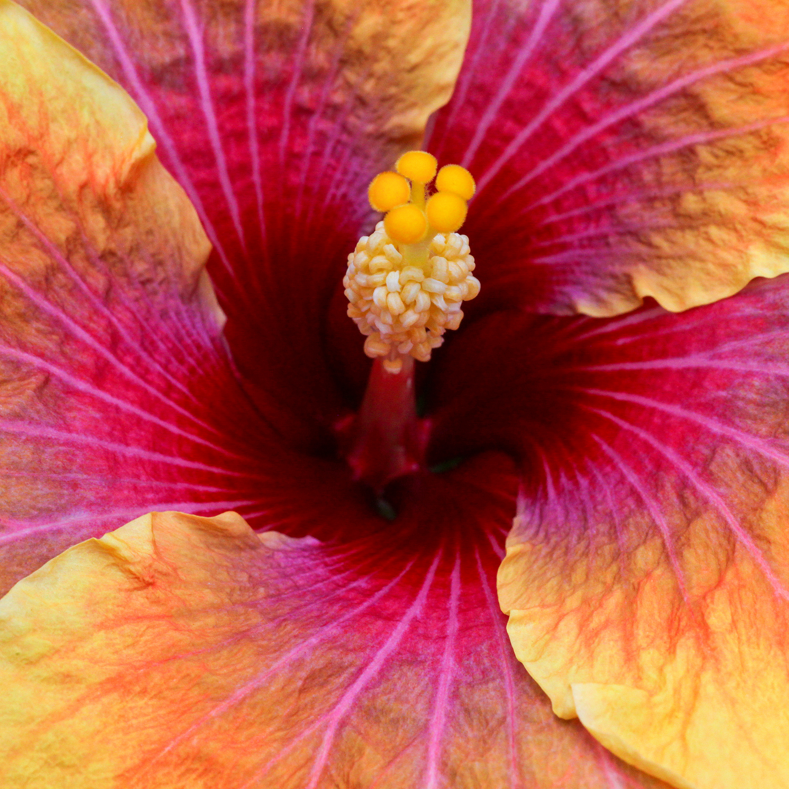 close up of pink and yellow hibiscus flower; https://cdn.shopify.com/videos/c/o/v/7a3d93c1050945cf88af988893eed8d1.mp4