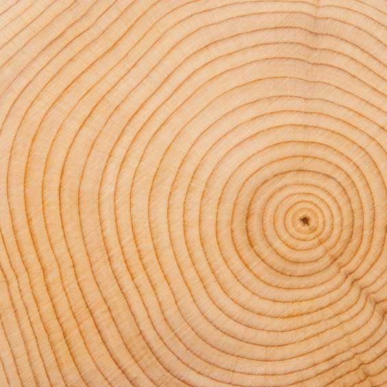 Close-up of wooden texture with concentric rings