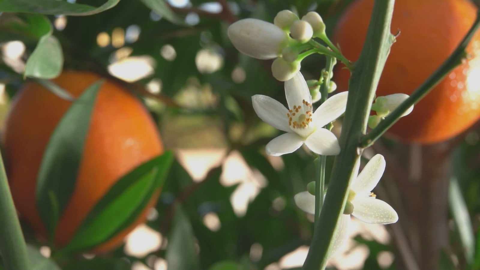 white orange blossom flower in sunlight with orange in background