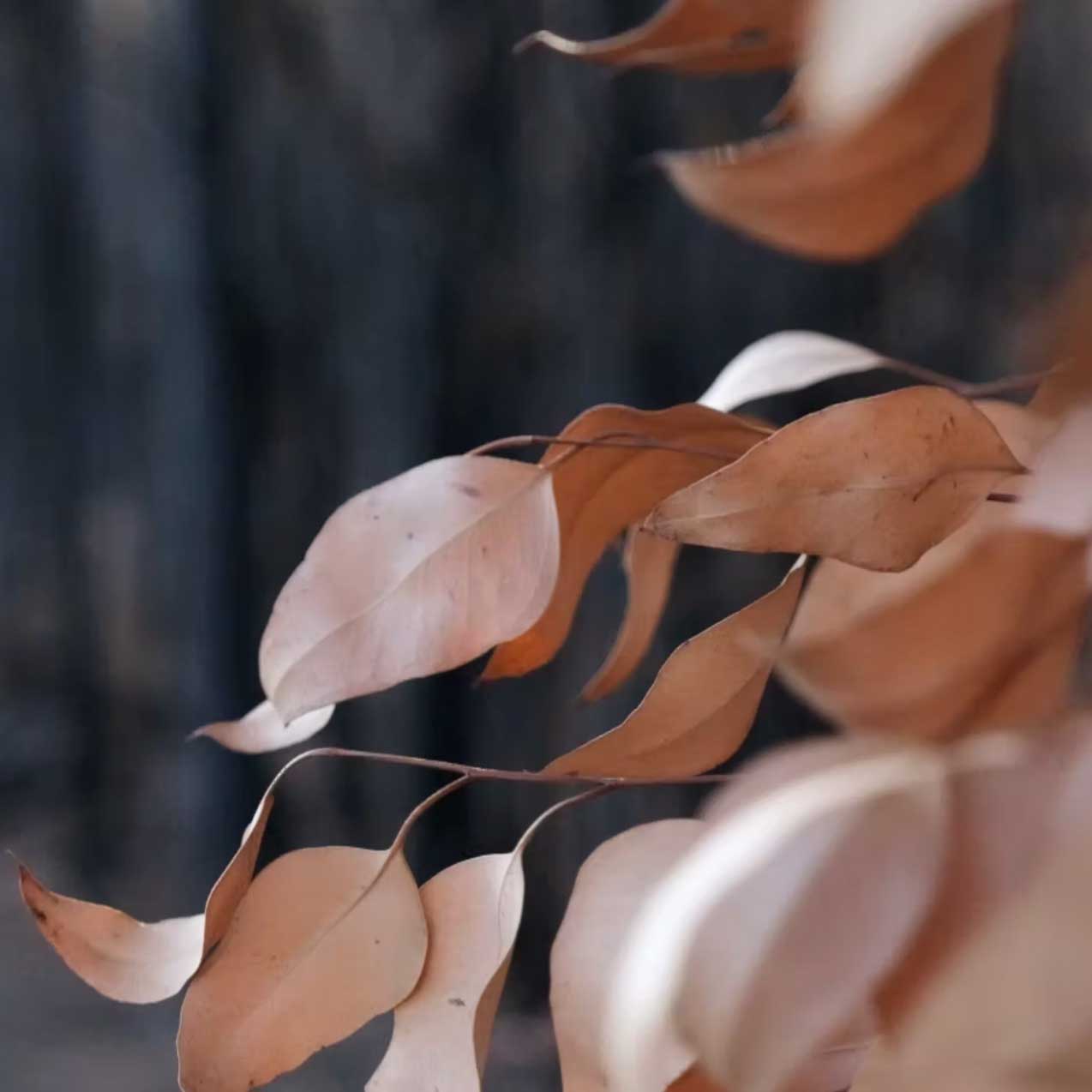 golden brown dry leaves on dark background; https://cdn.shopify.com/s/files/1/0457/0333/1991/files/Ginger_Wood.mp4?v=1649184543