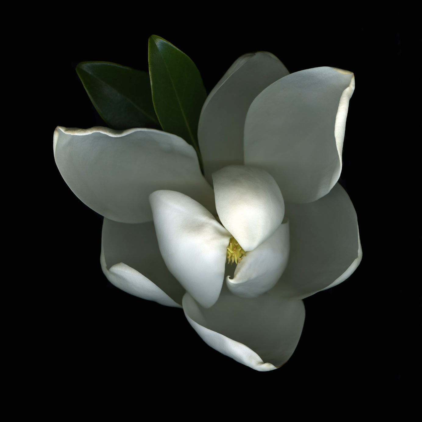 white magnolia flower on black background; https://cdn.shopify.com/s/files/1/0457/0333/1991/files/Magnolia.mp4?v=1646405185