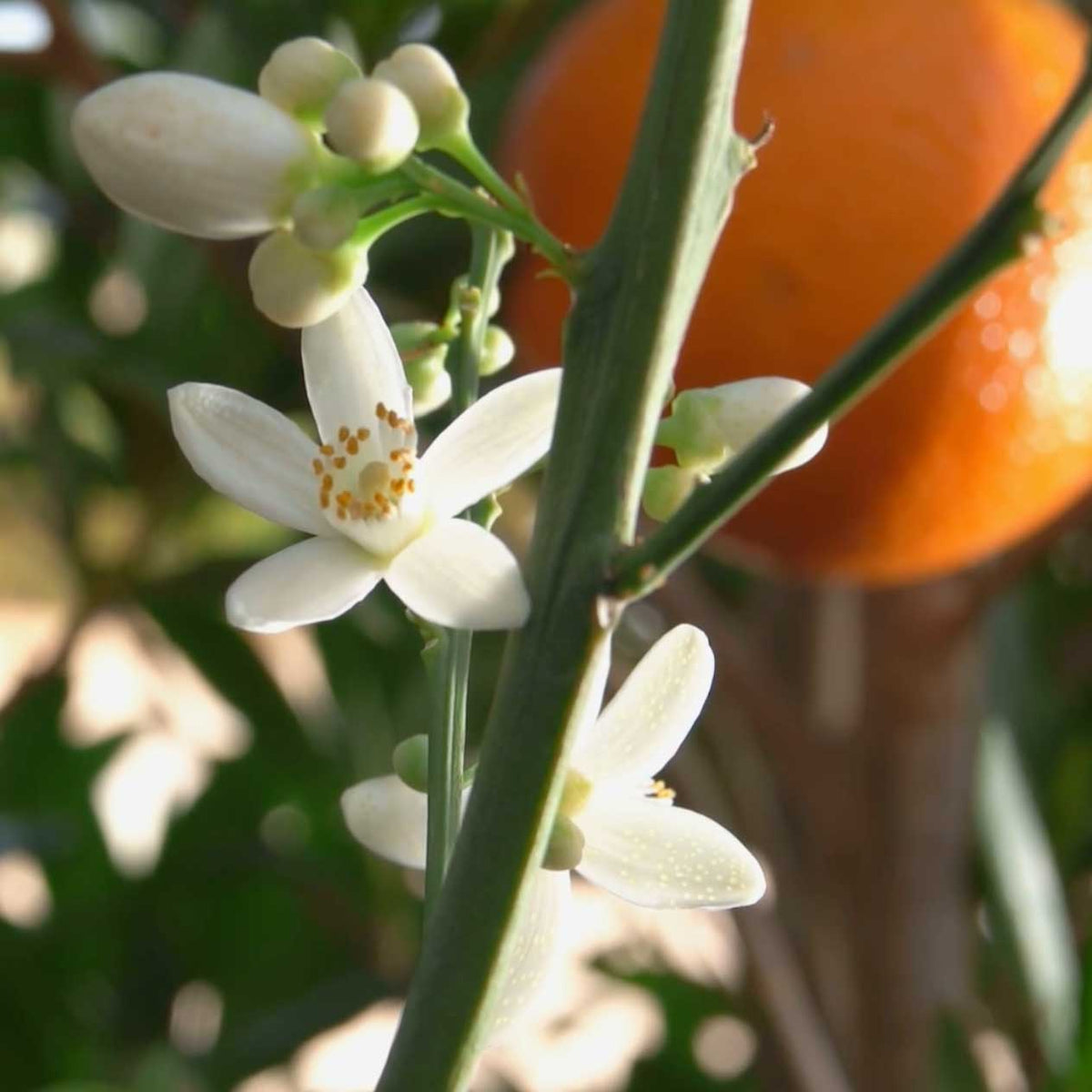 white orange blossom flower in sunlight with orange in background; https://cdn.shopify.com/s/files/1/0457/0333/1991/files/Orange_Blossom_3e39c523-796e-4c19-96cf-5d492825dad2.mp4?v=1649341633