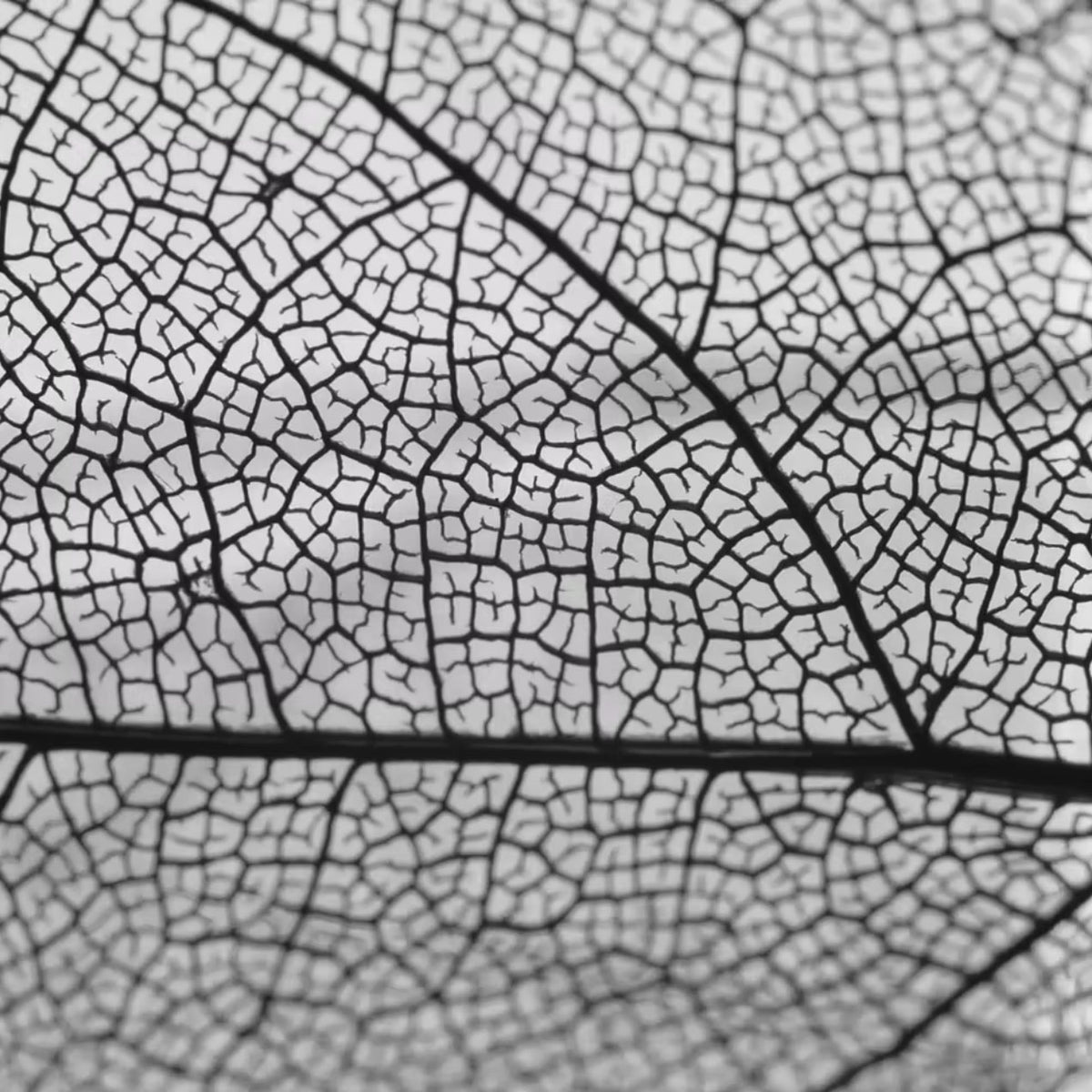 black and white close up of leaf veins; https://cdn.shopify.com/s/files/1/0457/0333/1991/files/Olfactive_Illusion.mp4?v=1648149811