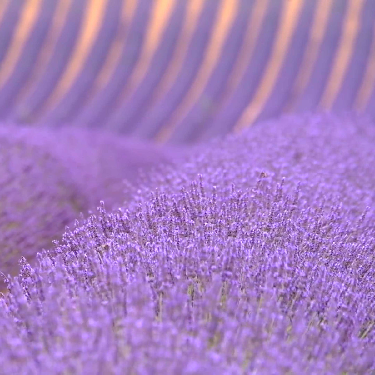 purple lavender field in full bloom; https://cdn.shopify.com/s/files/1/0457/0333/1991/files/LAVENDER_MILK.mp4?v=1646330788