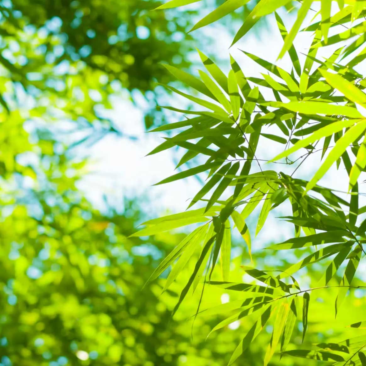 bamboo leaves in bright sunlight with blue sky; https://cdn.shopify.com/s/files/1/0457/0333/1991/files/Urban_Zen.mp4?v=1649341068
