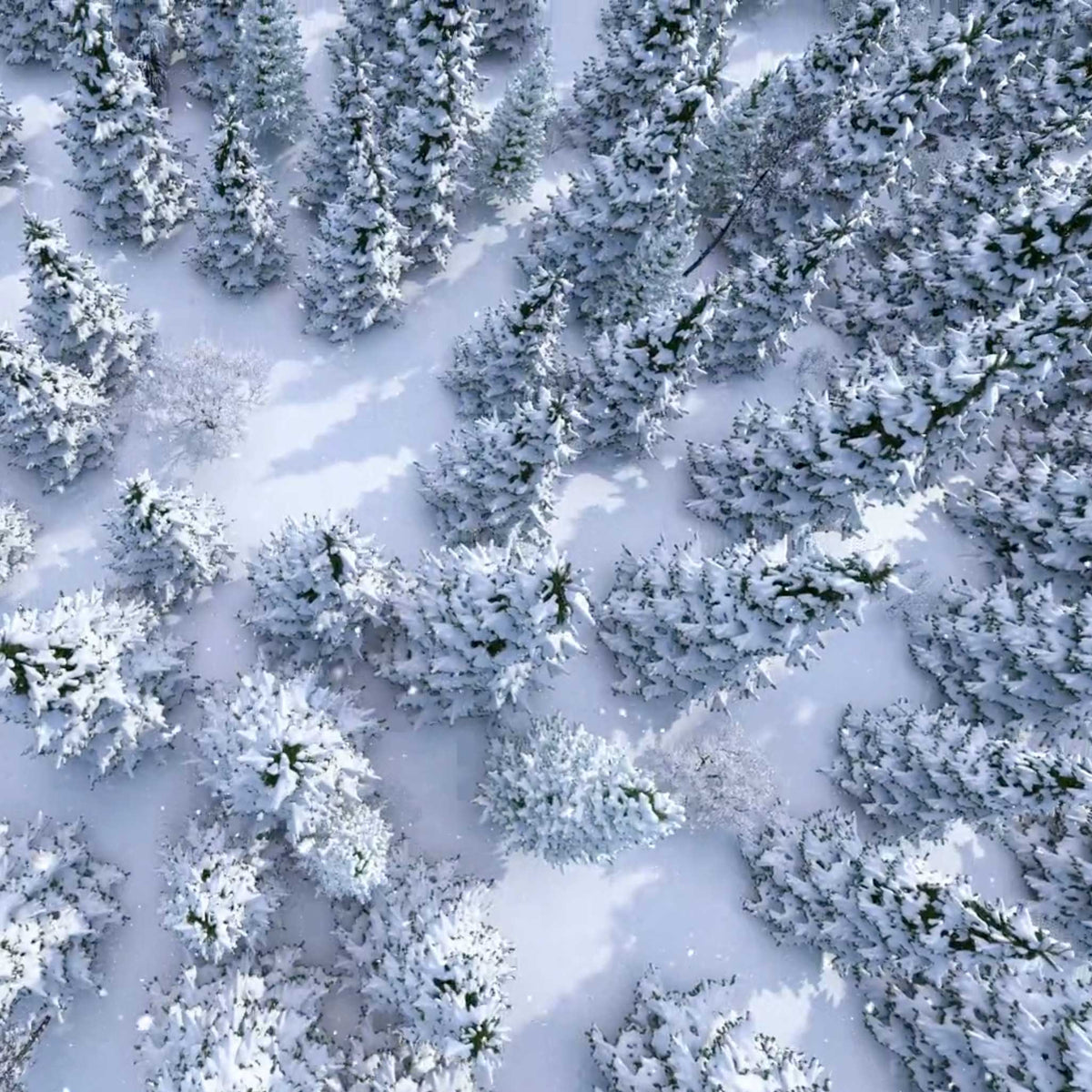 aerial view of snow covered evergreen forest in winter; https://cdn.shopify.com/s/files/1/0457/0333/1991/files/Winter.mp4?v=1644846886